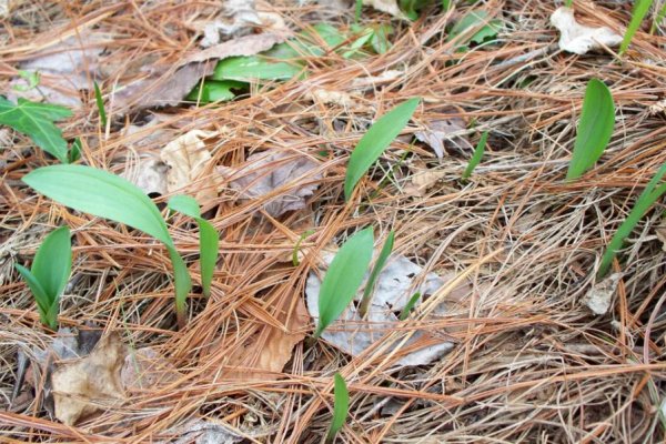 Кракен оф ссылка